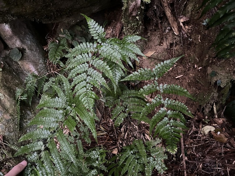 Athyrium vidalii photo 2