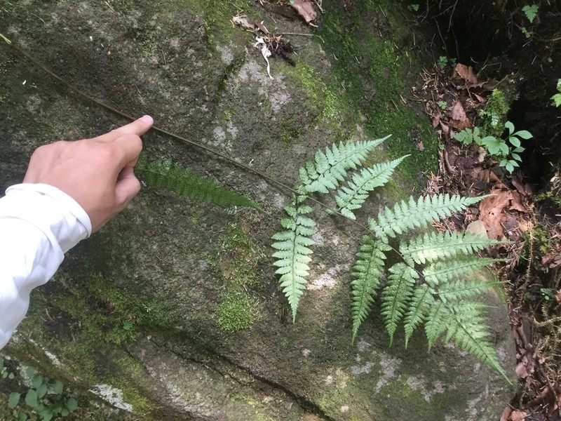 Athyrium vidalii photo 3