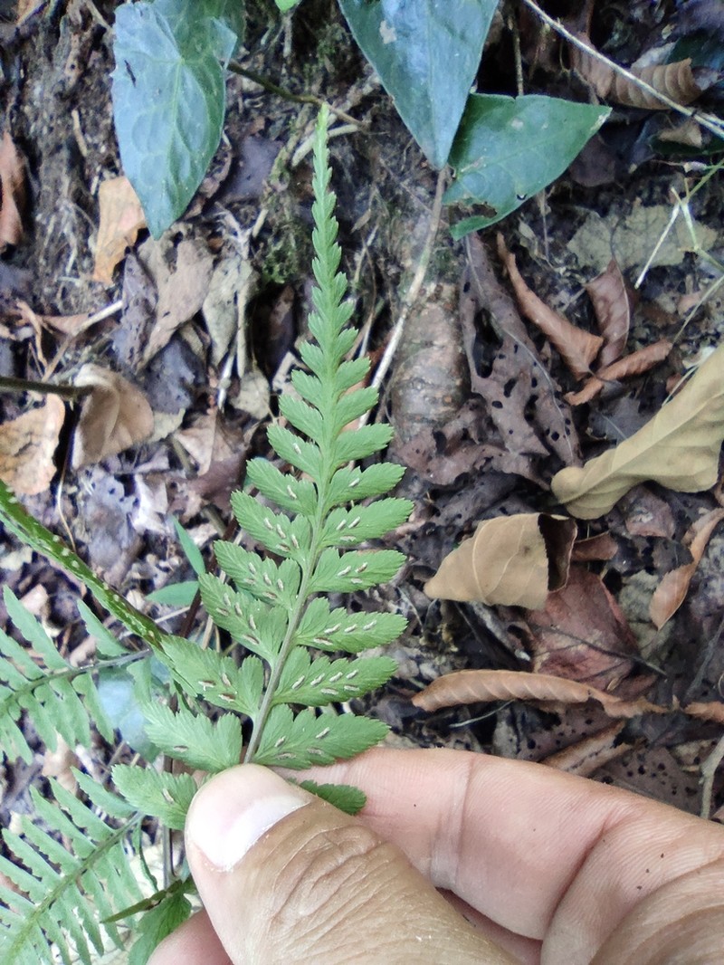 Athyrium vidalii photo 4