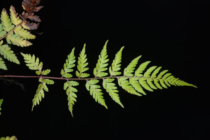 Athyrium vidalii photo 5