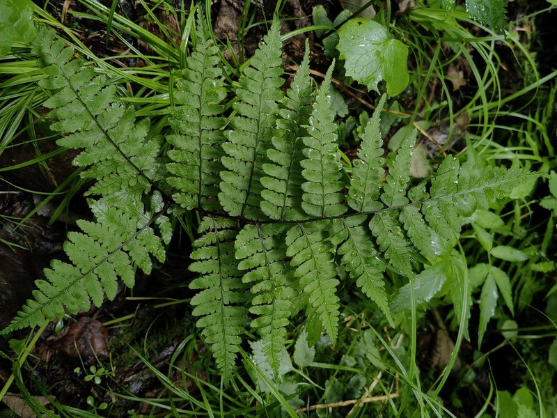 Athyrium vidalii photo 6