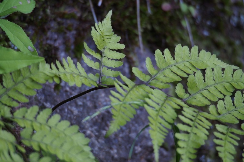 Athyrium vidalii photo 7