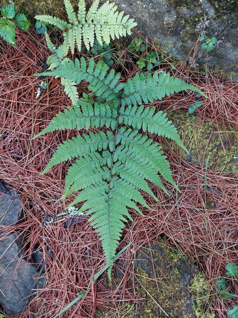 Athyrium vidalii photo 8