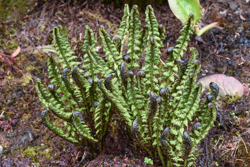 Athyrium wallichianum