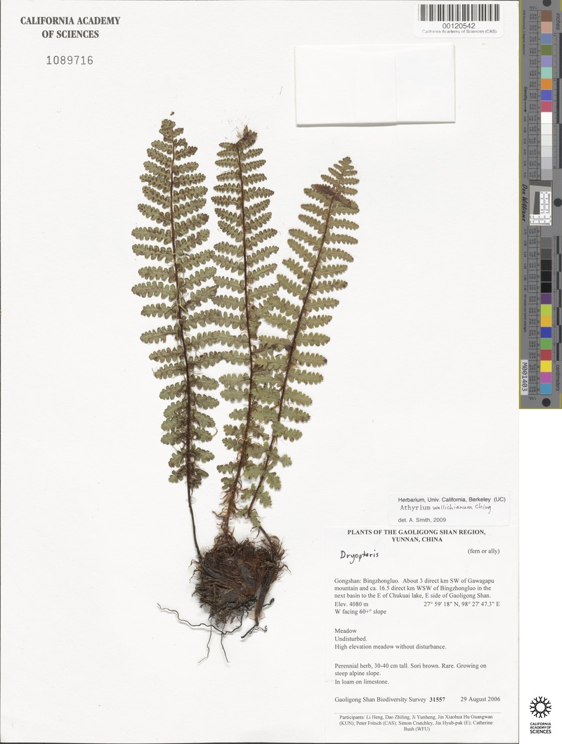 Athyrium wallichianum photo 2