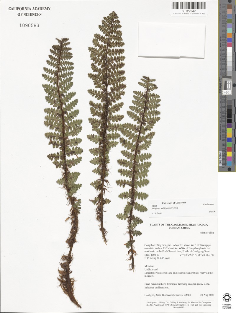 Athyrium wallichianum photo 3