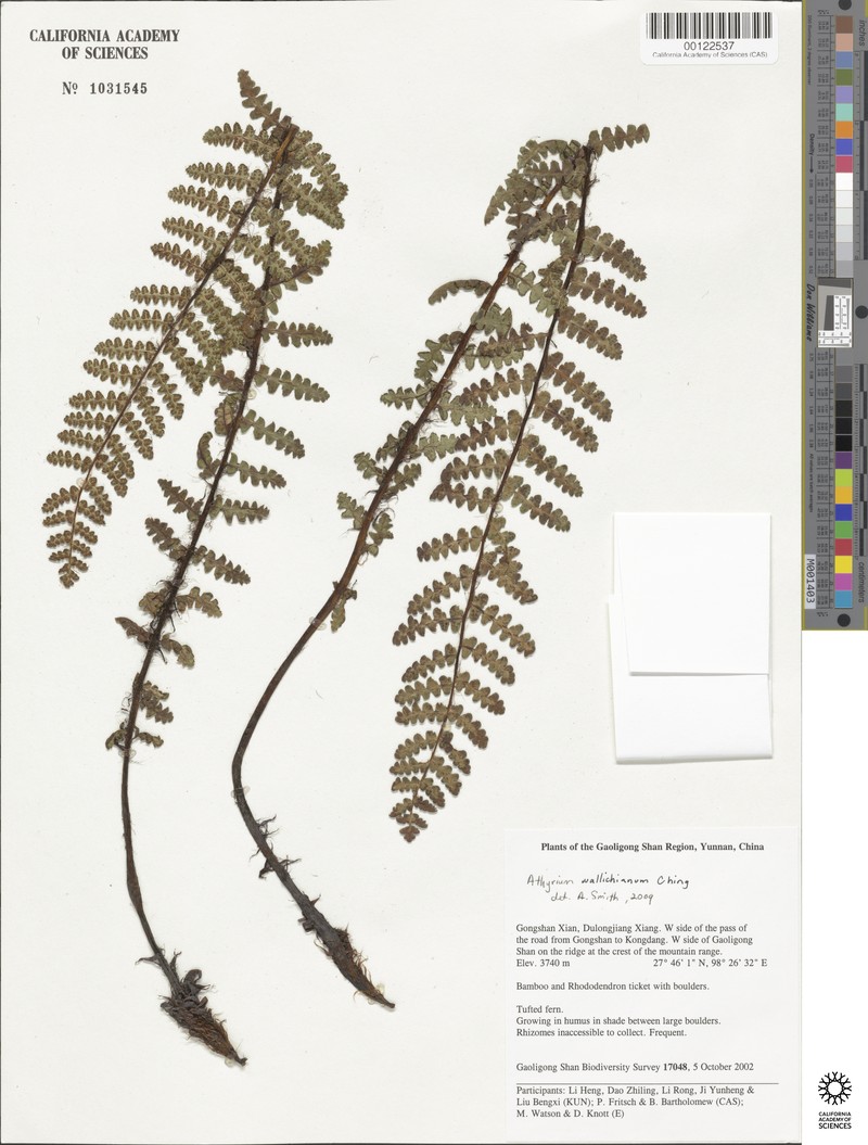 Athyrium wallichianum photo 4