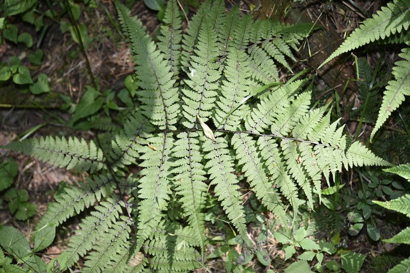 Athyrium wardii
