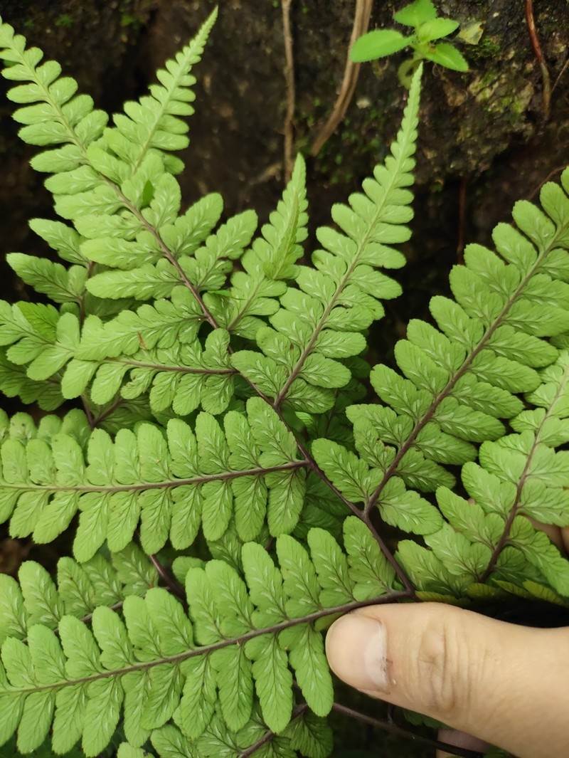 Athyrium wardii photo 2