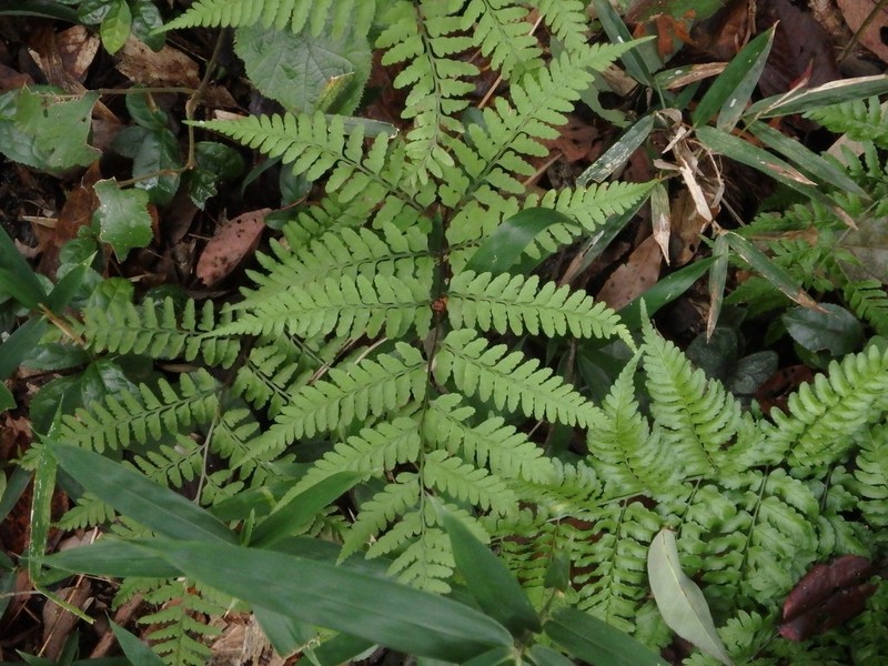 Athyrium wardii photo 3