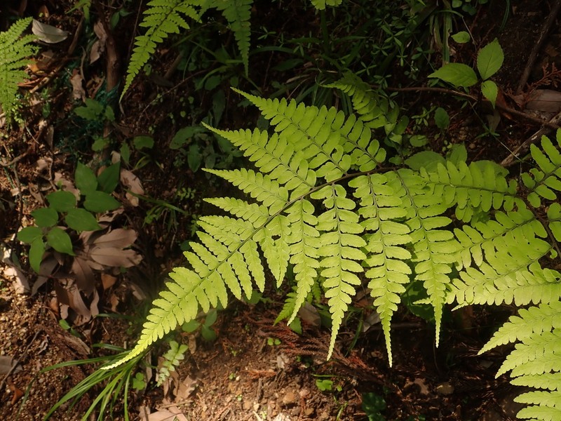 Athyrium wardii photo 4