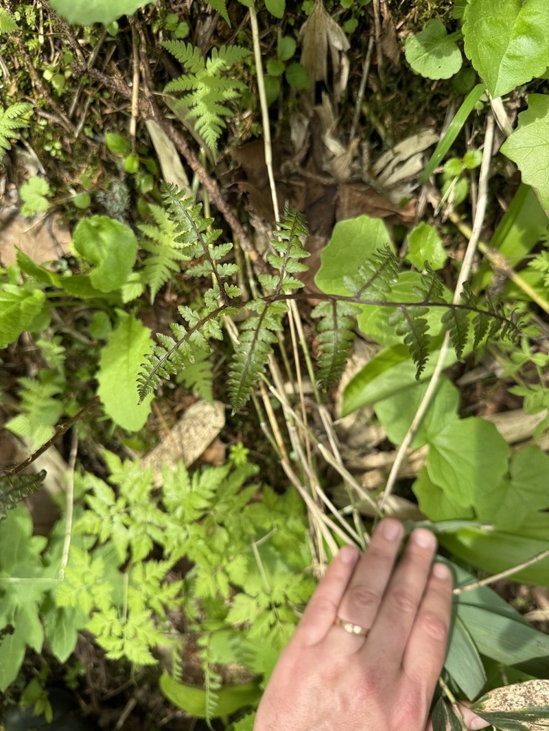 Athyrium wardii photo 5