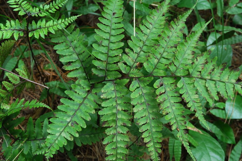 Athyrium wardii photo 6