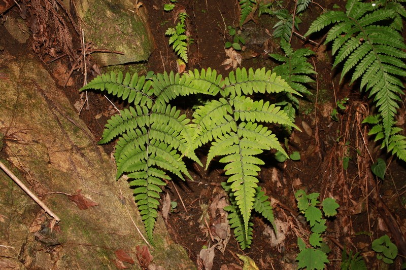 Athyrium wardii photo 7