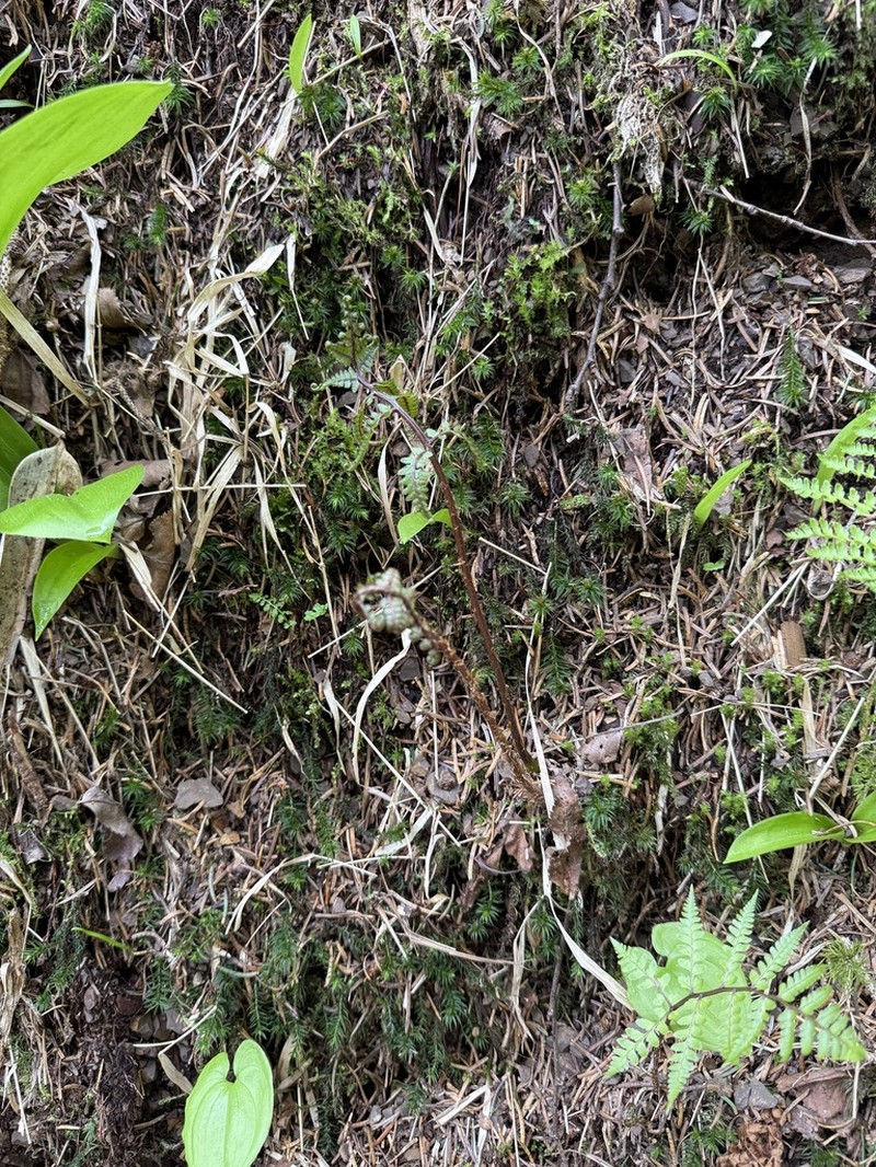 Athyrium wardii photo 8
