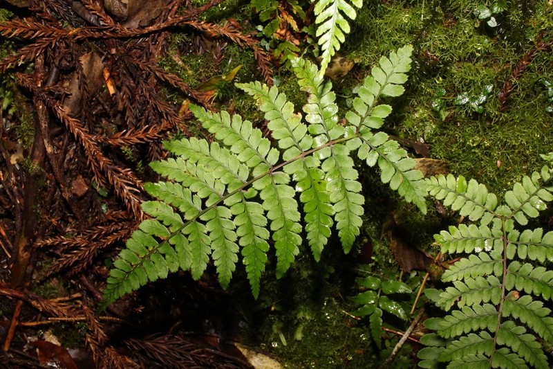 Athyrium yakusimense