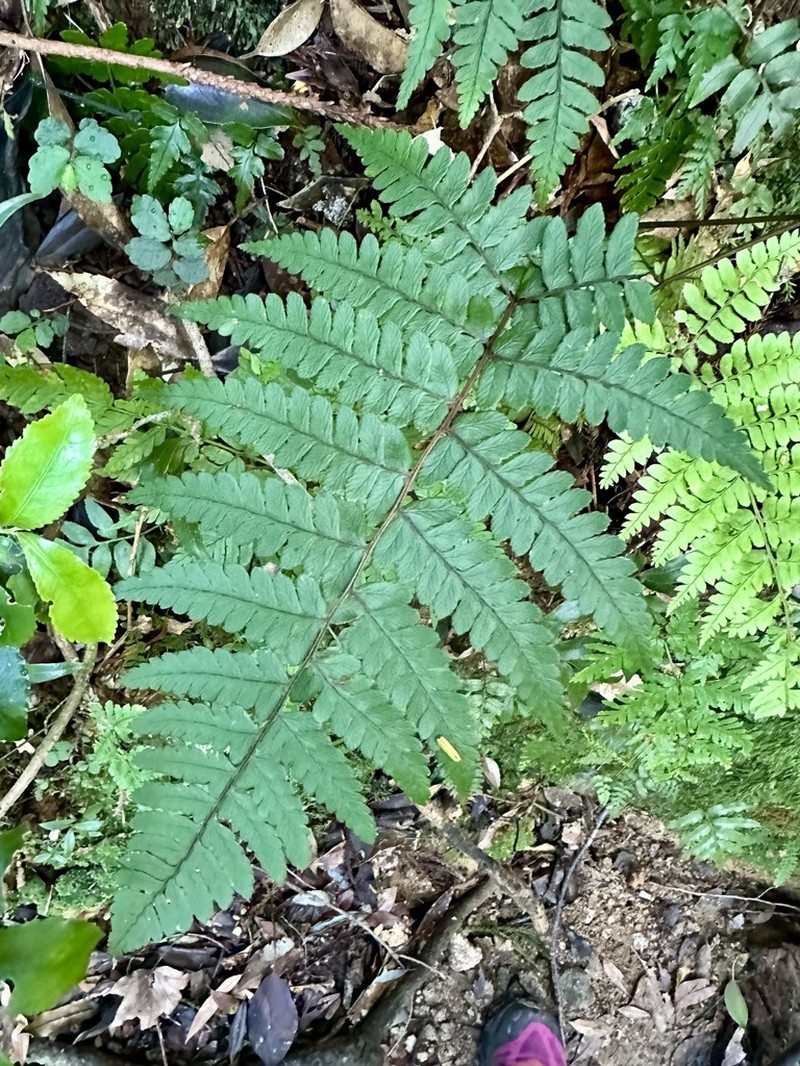 Athyrium yakusimense photo 2