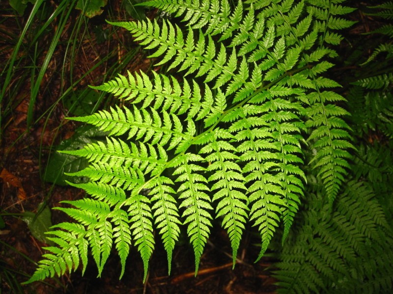 Athyrium yokoscense photo 2