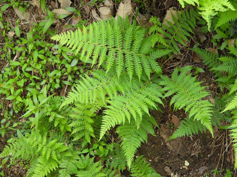Athyrium yokoscense photo 3