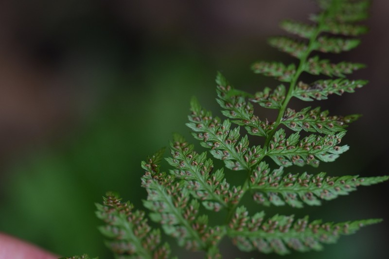 Athyrium yokoscense photo 4