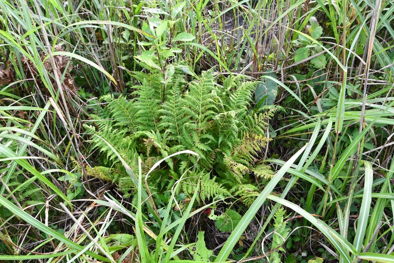 Athyrium yokoscense photo 5