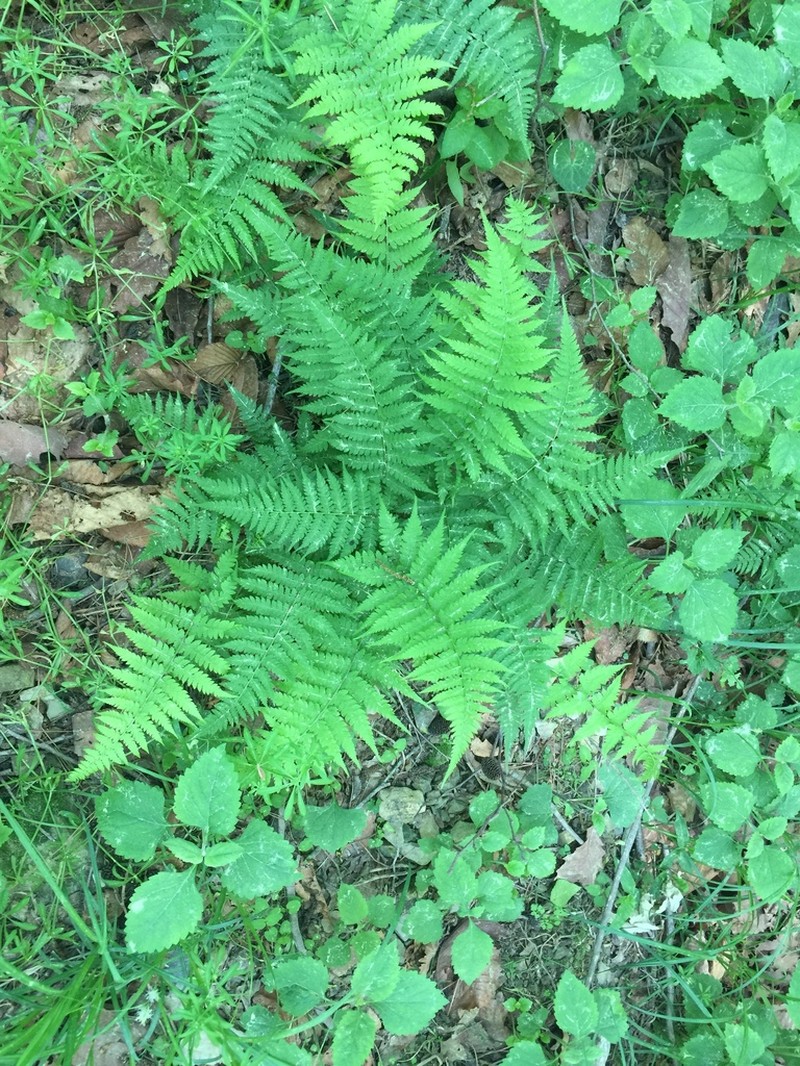 Athyrium yokoscense photo 6