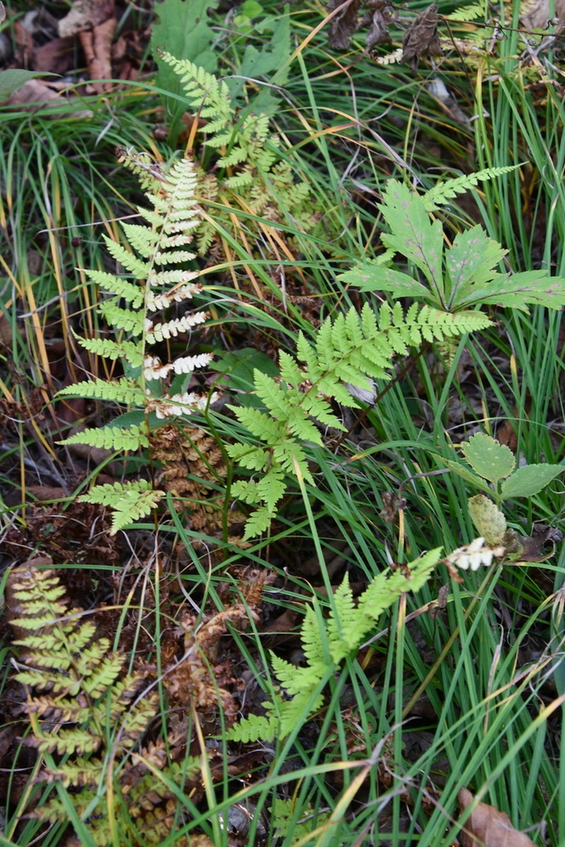 Athyrium yokoscense photo 7