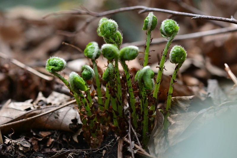 Athyrium yokoscense photo 8