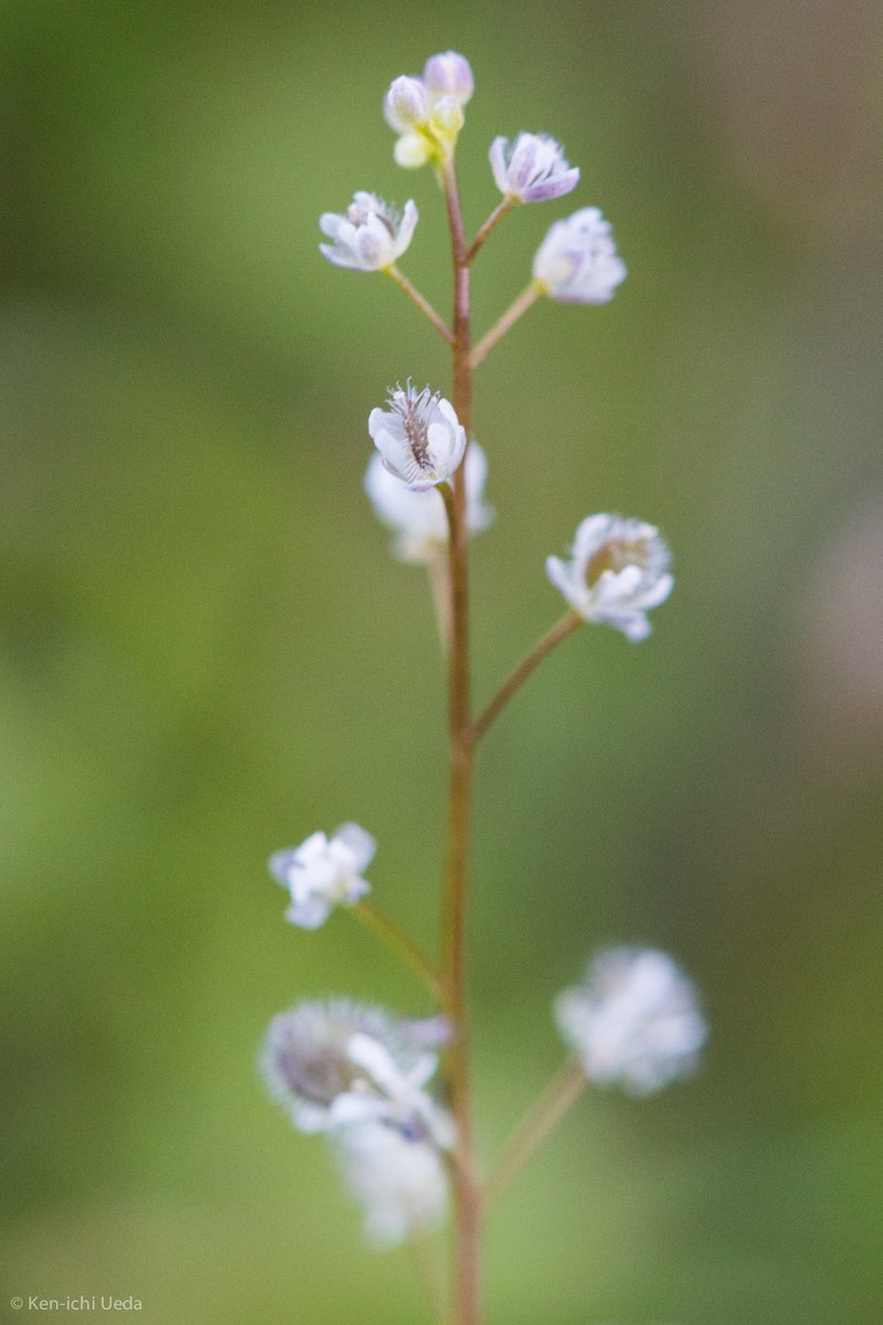 Common Sandweed