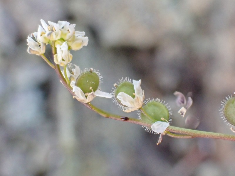 Common Sandweed photo 2