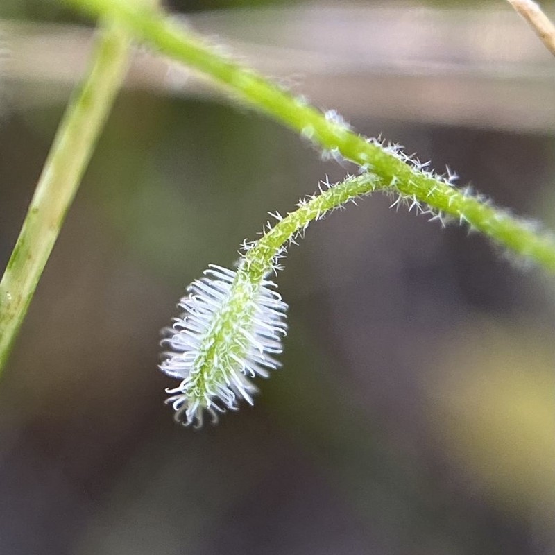 Common Sandweed photo 3