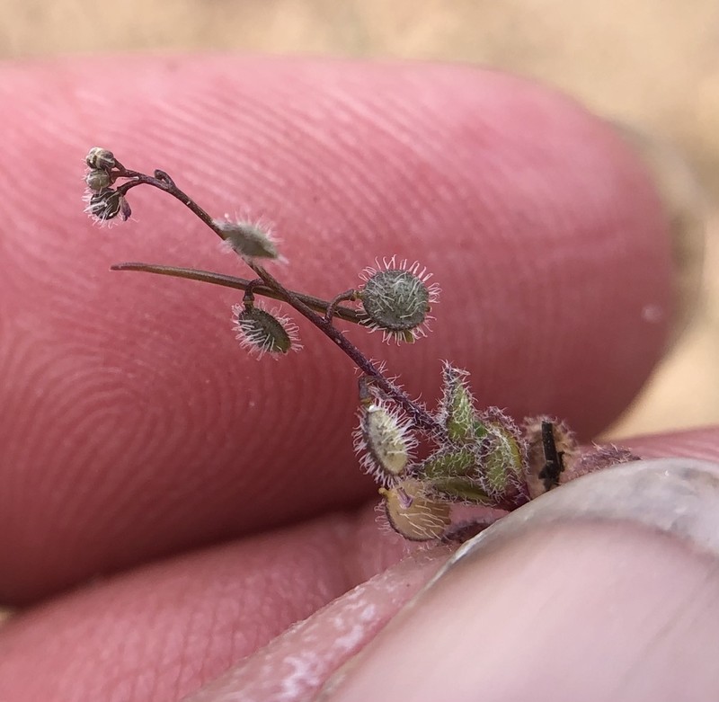 Common Sandweed photo 4