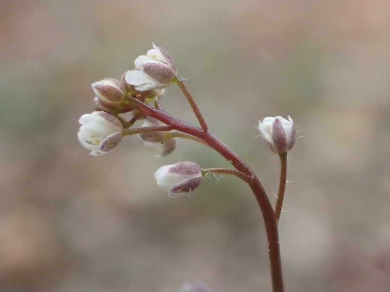 Common Sandweed photo 7