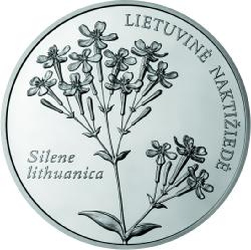 Sweet William Silene photo 7