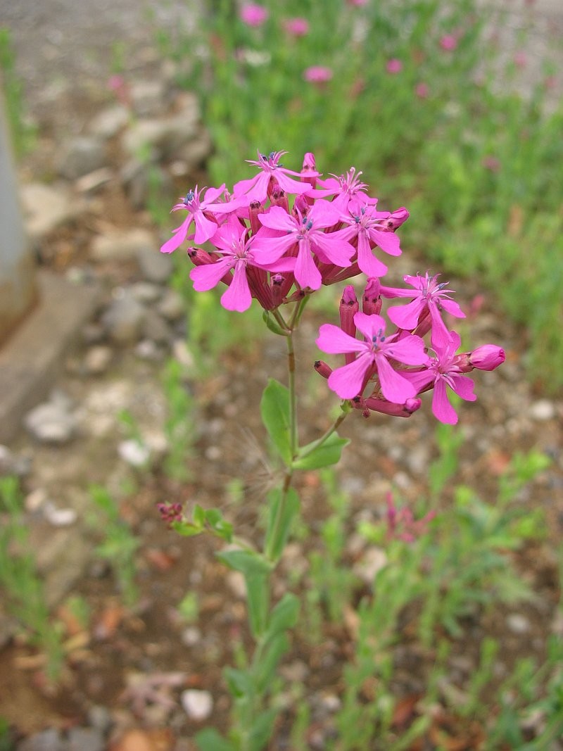 Sweet William Silene photo 8