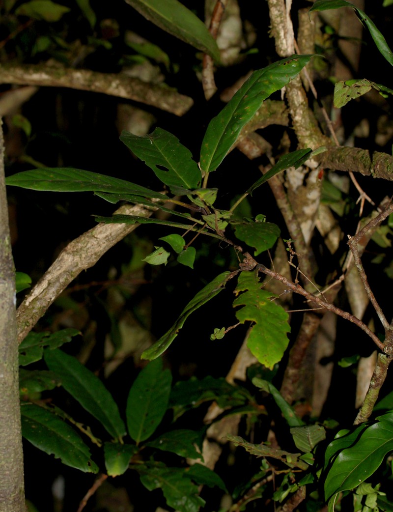 Atractocarpus aragoensis