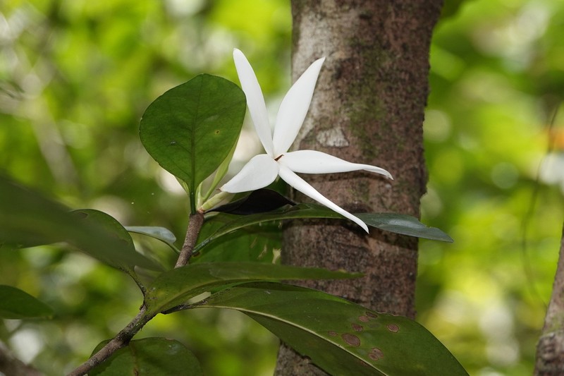 Atractocarpus artensis