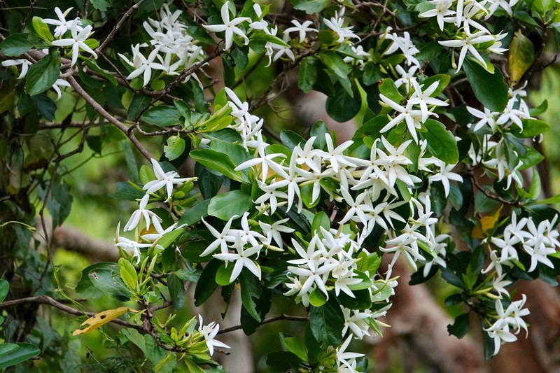Atractocarpus artensis photo 2