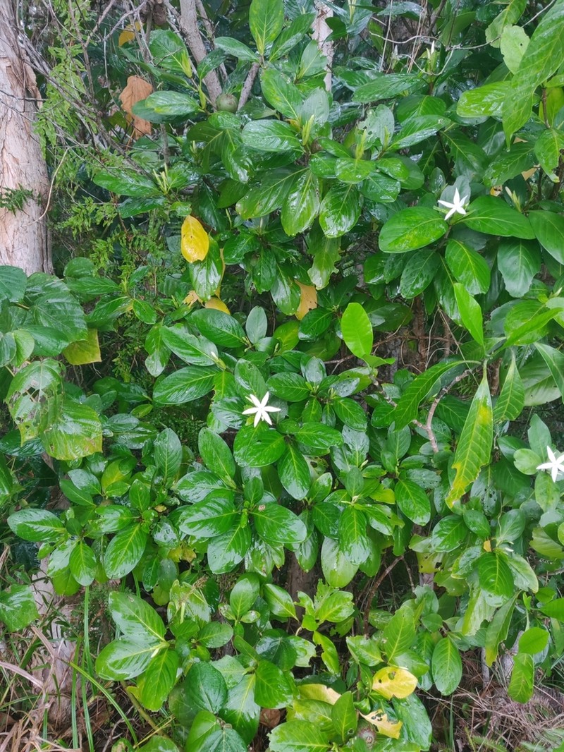 Atractocarpus artensis photo 3