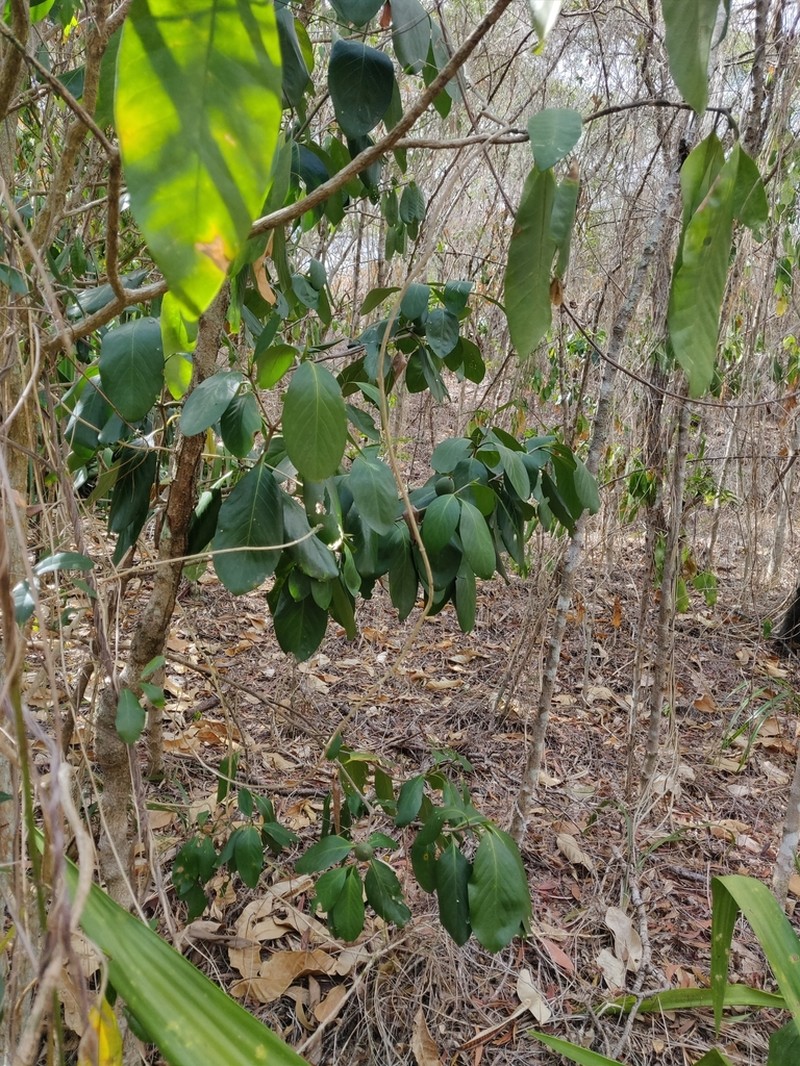 Atractocarpus artensis photo 5