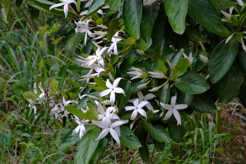 Atractocarpus artensis photo 6
