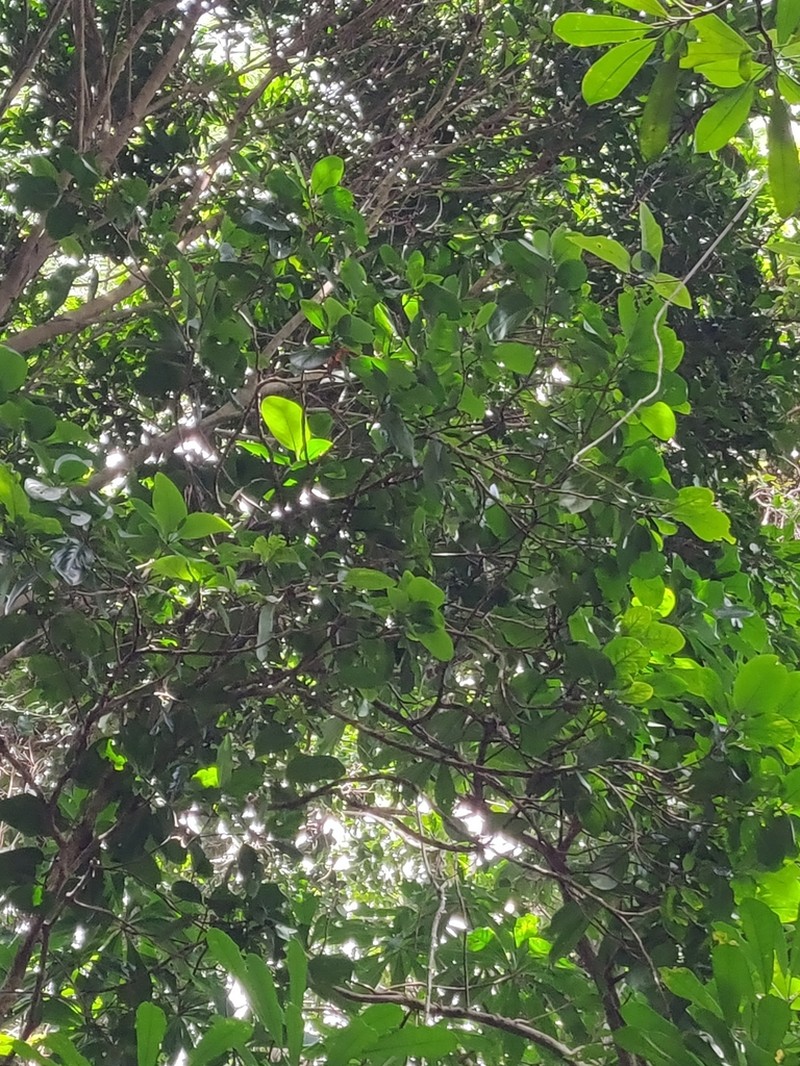 Atractocarpus artensis photo 7