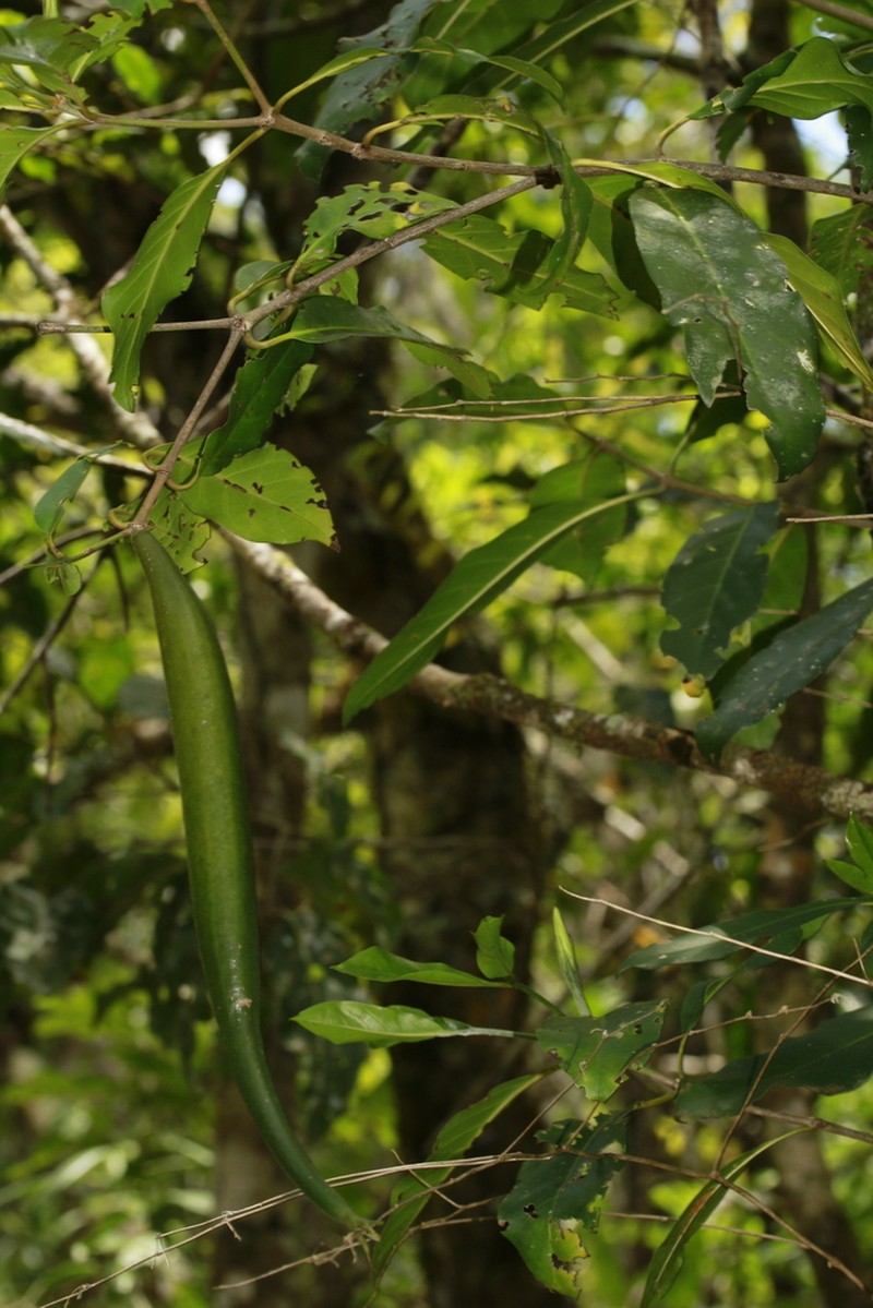 Atractocarpus baladicus photo 3