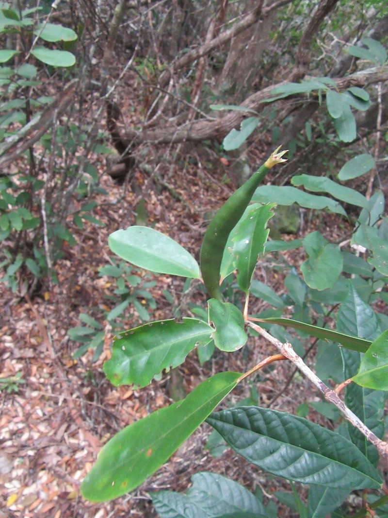Atractocarpus baladicus photo 4
