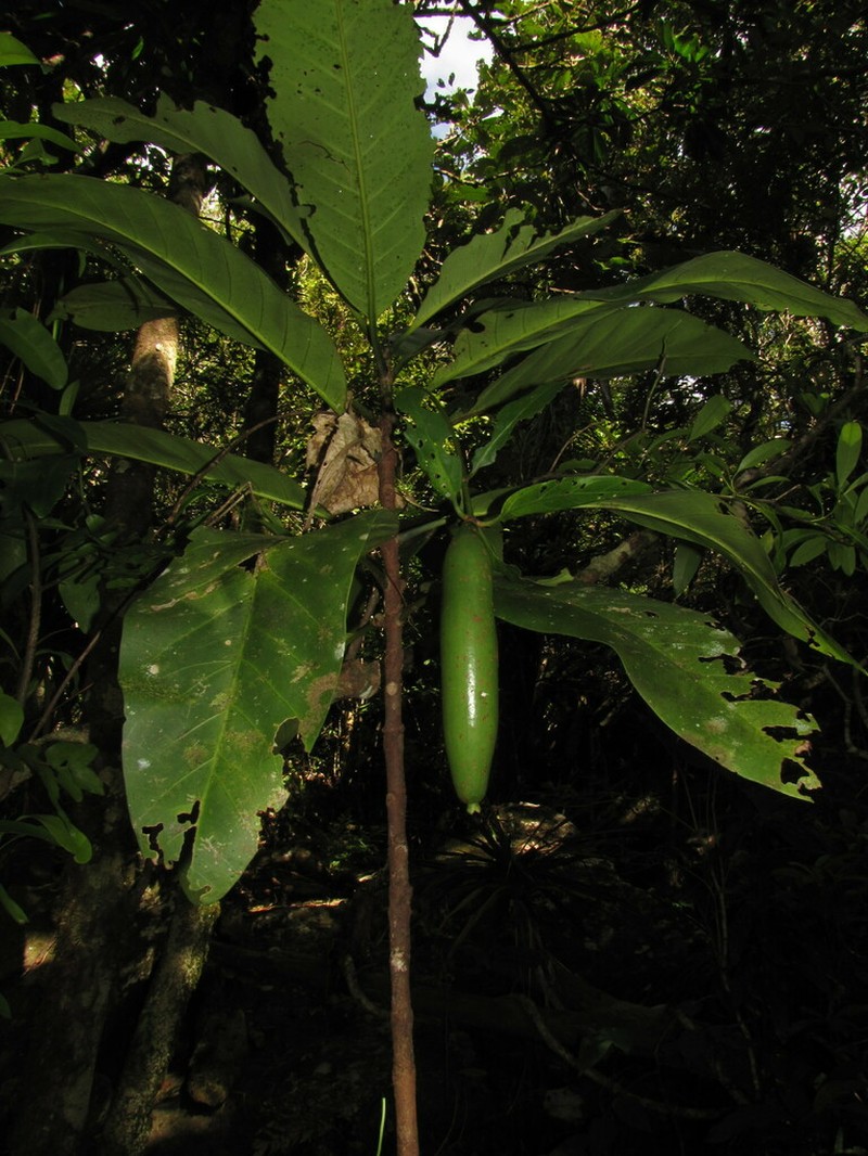 Atractocarpus baladicus photo 5