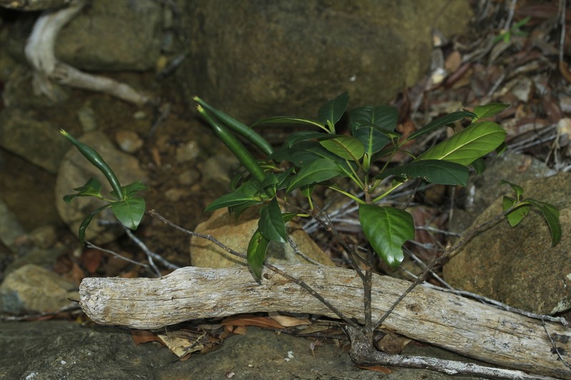 Atractocarpus baladicus photo 6