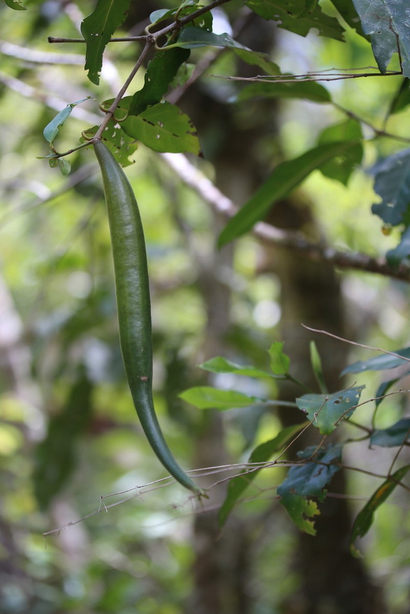 Atractocarpus baladicus photo 7