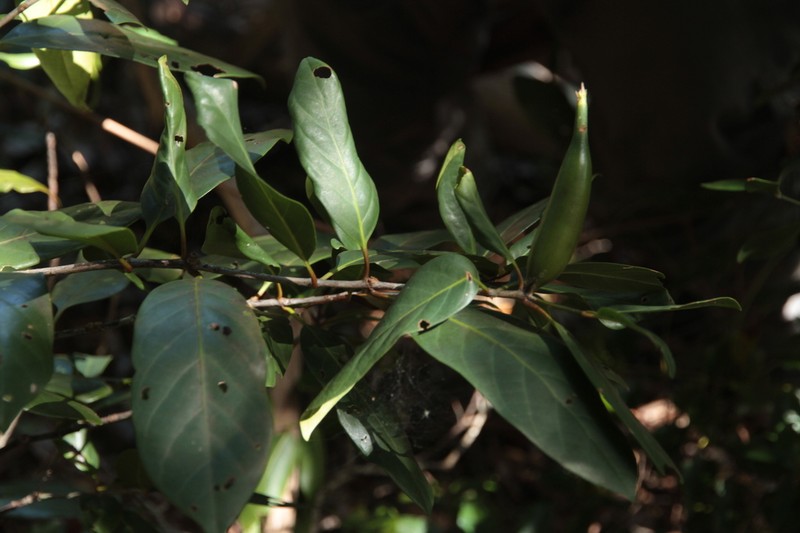 Atractocarpus baladicus photo 8