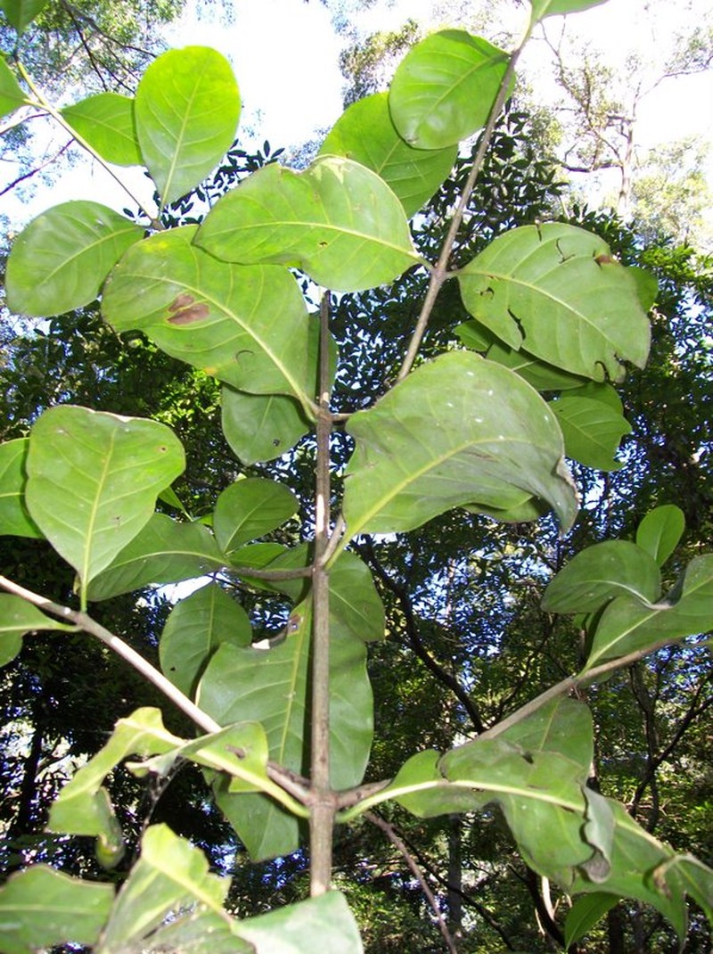 Atractocarpus benthamianus