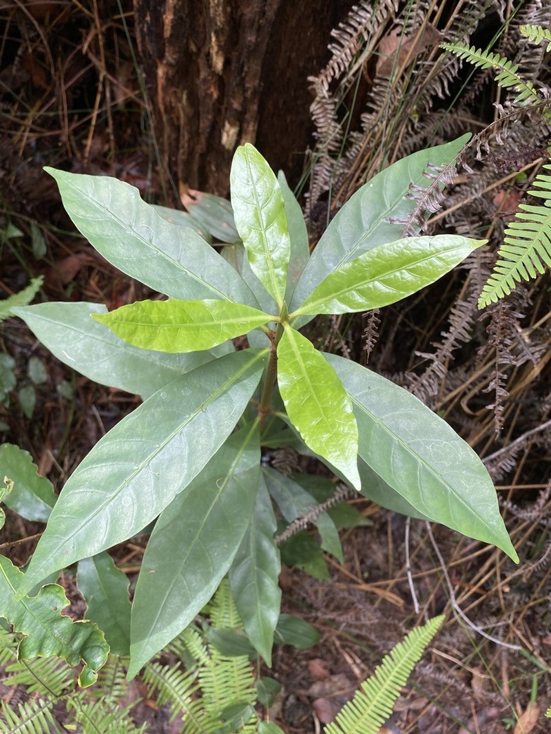 Atractocarpus benthamianus photo 2